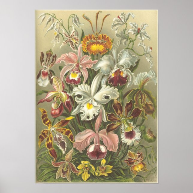Orchidae Poster (Front)