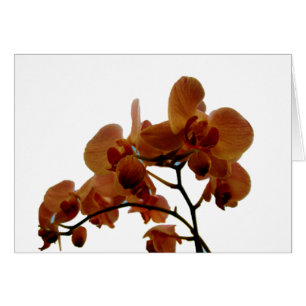 Orchidee