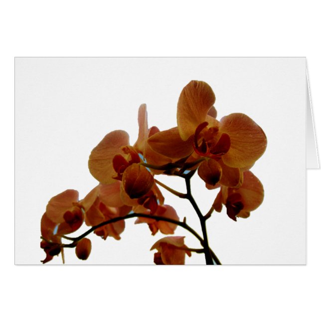 Orchidee (Front Horizontal)
