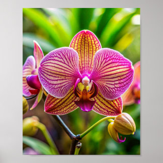 Orchidée art wall poster