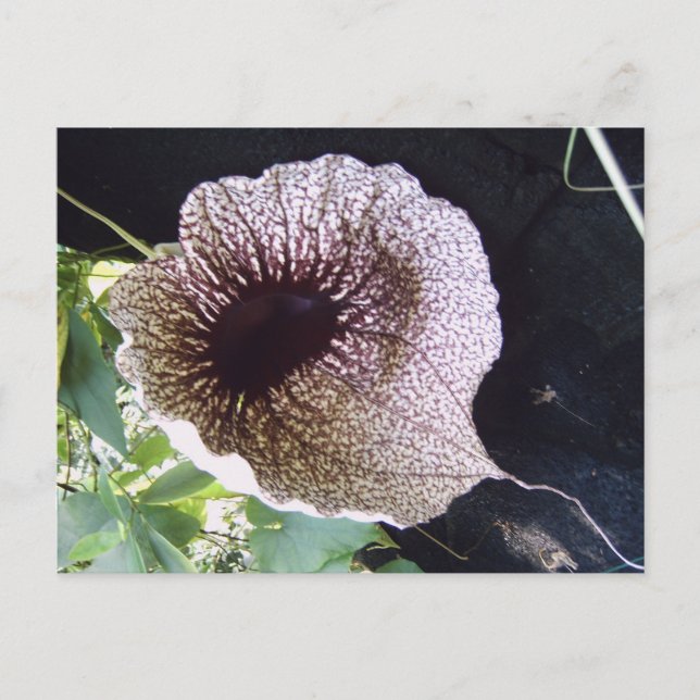 Orchidee Postcard (Front)