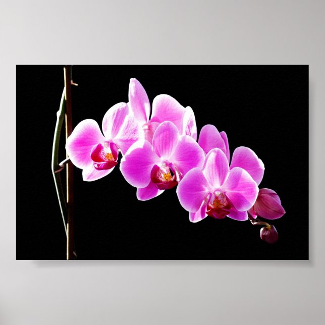 Orchidee, Poster (Front)
