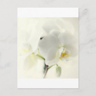 Orchideen Postcard