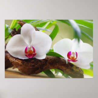Orchideen Wellness Oasis Poster