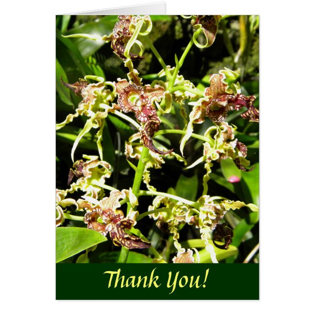 Orchids (Front)