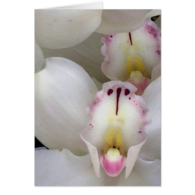 Orchids... (Front)