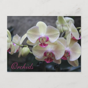 Orchids # 17 postcard