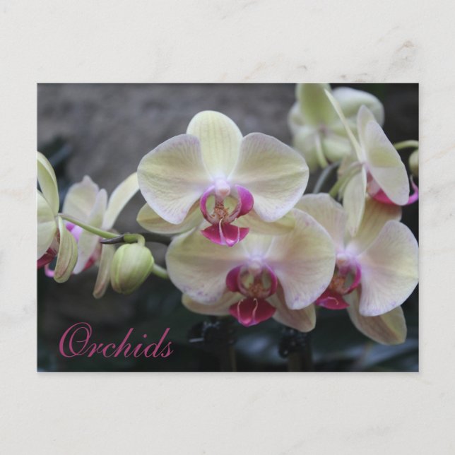Orchids # 17 postcard (Front)