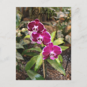 Orchids # 26 postcard