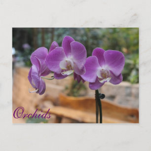 Orchids # 9 postcard