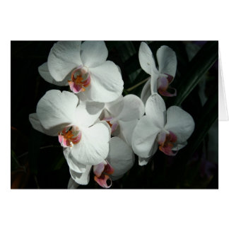 Orchids At Meijer Gardens- Blank Card(s)
