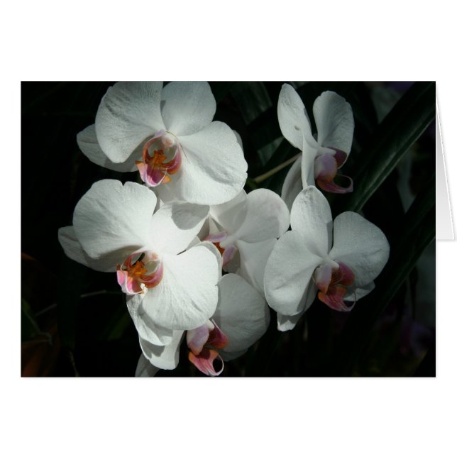 Orchids At Meijer Gardens- Blank Card(s) (Front Horizontal)