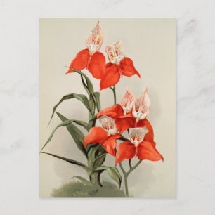 Orchids Blooming Flower Vintage Old Illustration Postcard