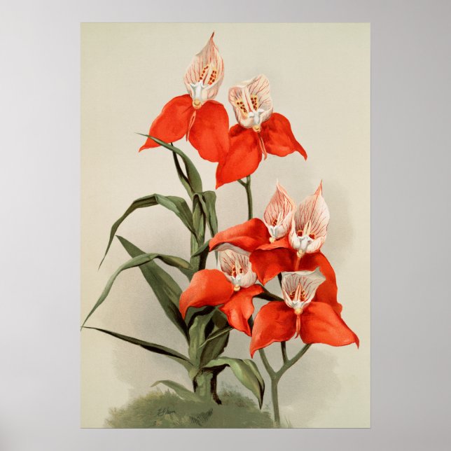 Orchids Blooming Flower Vintage Old Illustration Poster (Front)