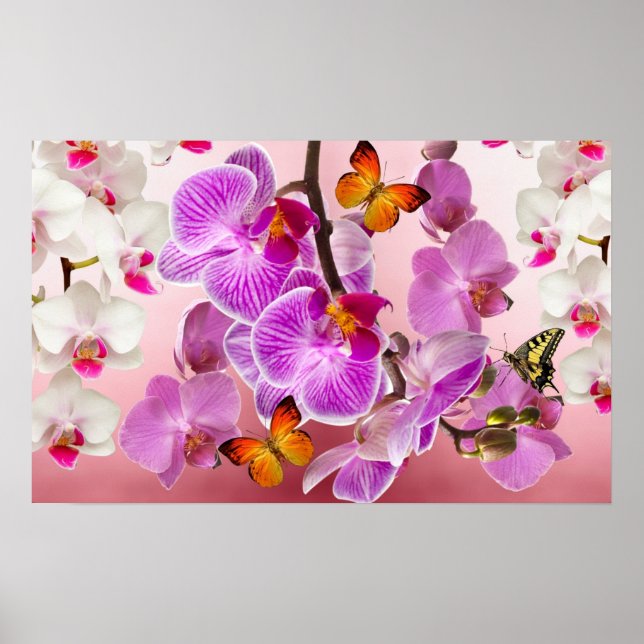 Orchids & Butterflies Poster (Front)