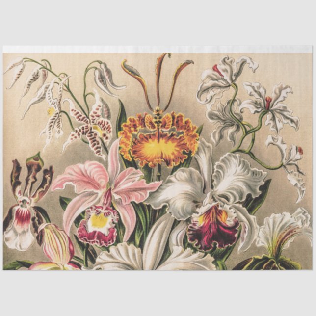 Orchids by Ernst Haeckel Decoupage Tissue Paper (Front)