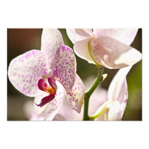 Orchids by Shirley Taylor Photo Print