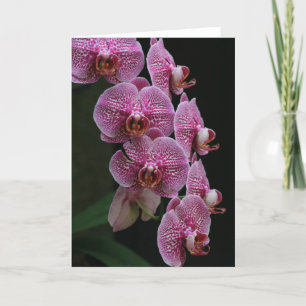 Orchids Card