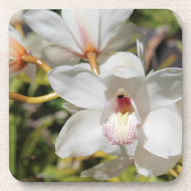 Orchids Coaster (Front)