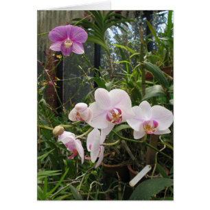 Orchids - Customised