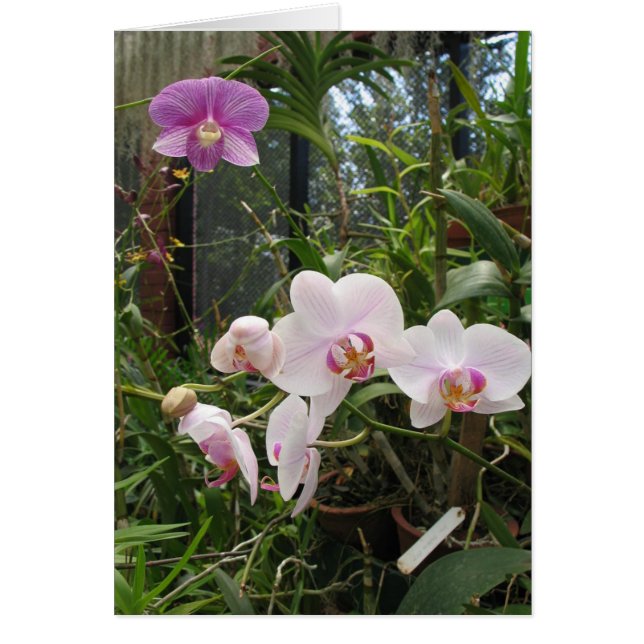 Orchids - Customised (Front)