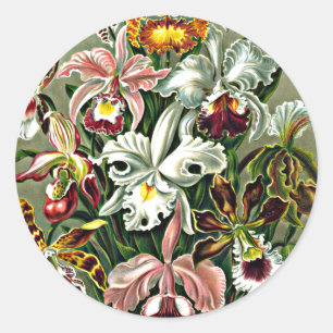 Orchids - Ernst Haeckel artwork, Orchidae Classic Round Sticker