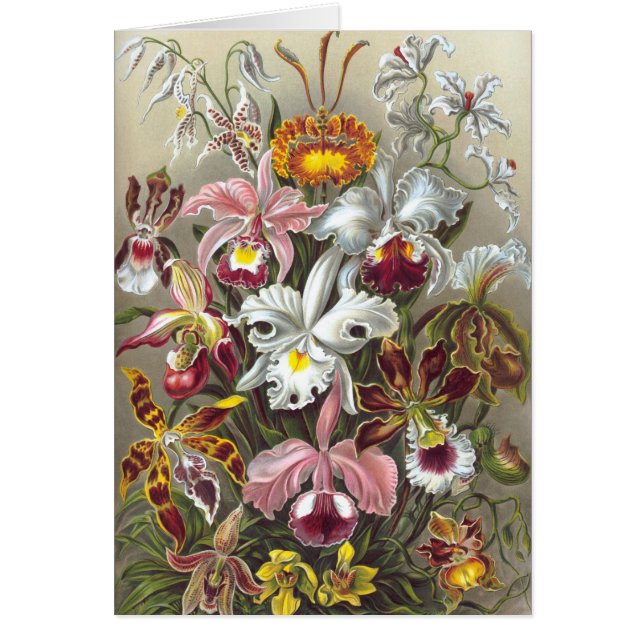 Orchids Ernst Haeckel Fine Art (Front)