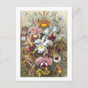 Orchids Ernst Haeckel Fine Art Postcard