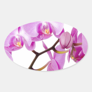 orchids-flowers.jpg oval sticker