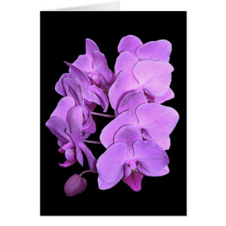 orchids (fresco style)