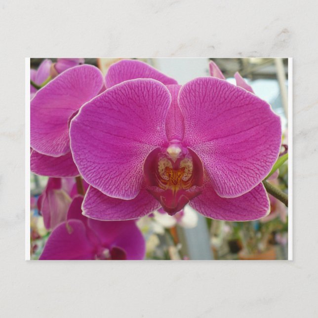 Orchids Hot Pink Postcard (Front)