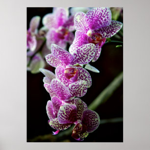 Orchids in Purple Poster