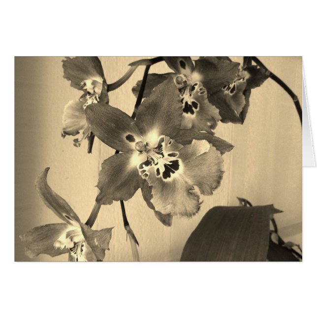orchids in sepia tone (Front Horizontal)