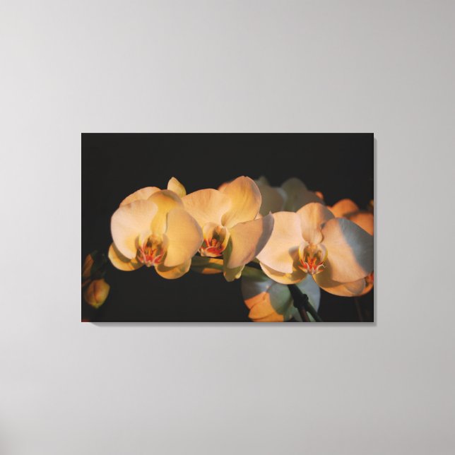 orchids in the sunset canvas print (Front)