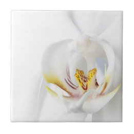 Orchids in White Tile
