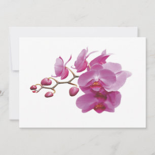 Orchids Inexpensive Wedding Packages Sets Kits