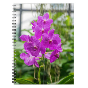 Orchids notebook