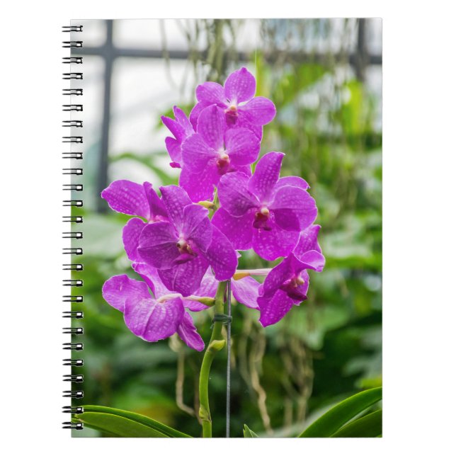 Orchids notebook (Front)
