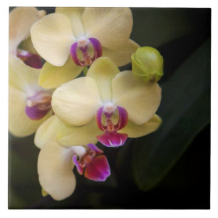 Orchids of pink and yellow tile