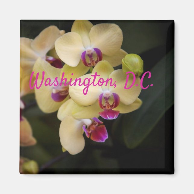 Orchids of pink and yellow, Washington, D.C. Magnet (Front)