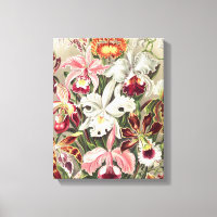 Orchids, Orchideae Denusblumen by Ernst Haeckel