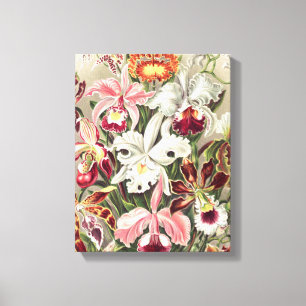 Orchids, Orchideae Denusblumen by Ernst Haeckel Canvas Print