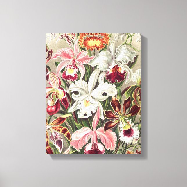 Orchids, Orchideae Denusblumen by Ernst Haeckel Canvas Print (Front)