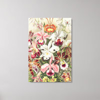 Orchids, Orchideae Denusblumen by Ernst Haeckel