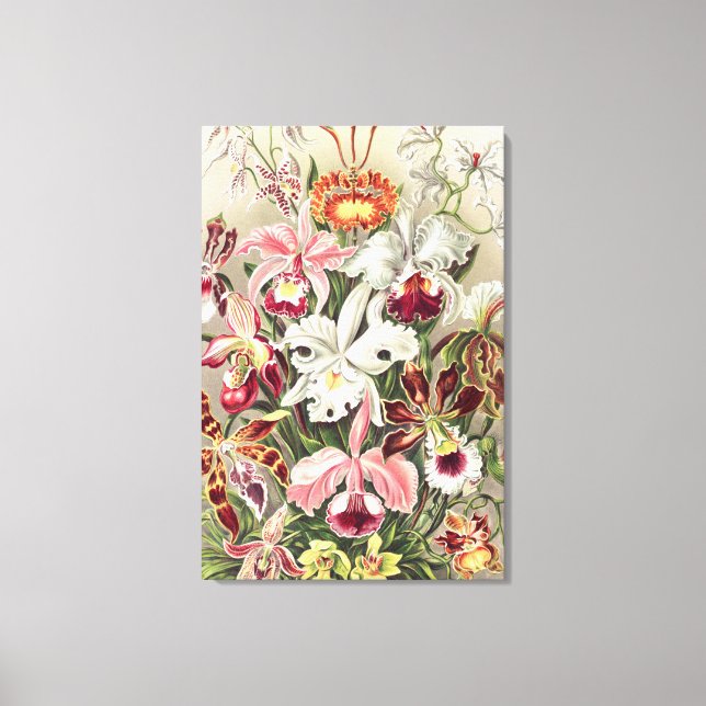 Orchids, Orchideae Denusblumen by Ernst Haeckel Canvas Print (Front)