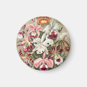 Orchids, Orchideae Denusblumen by Ernst Haeckel Magnet