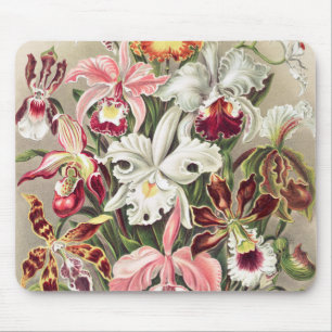 Orchids, Orchideae Denusblumen by Ernst Haeckel Mouse Mat