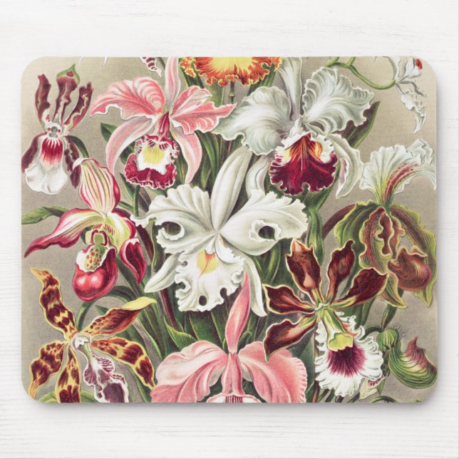Orchids, Orchideae Denusblumen by Ernst Haeckel Mouse Mat (Front)