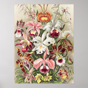 Orchids, Orchideae Denusblumen by Ernst Haeckel Poster