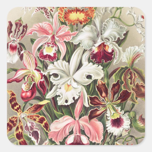 Orchids, Orchideae Denusblumen by Ernst Haeckel Square Sticker (Front)